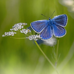 papillon