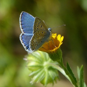 papillon