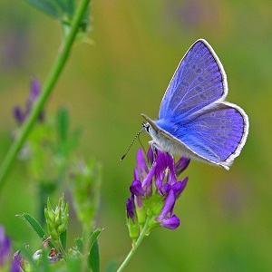 papillon