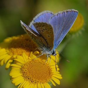 papillon