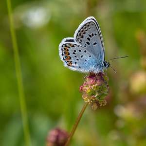 papillon