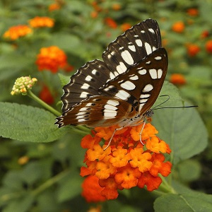 papillon