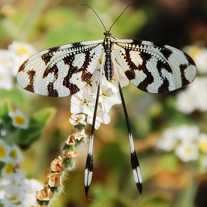 papillon
