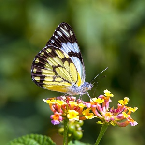 papillon