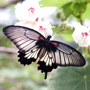 papillon