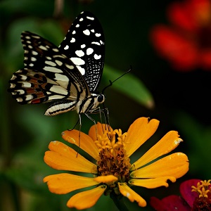 papillon