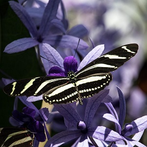 papillon