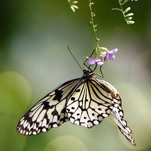 papillon