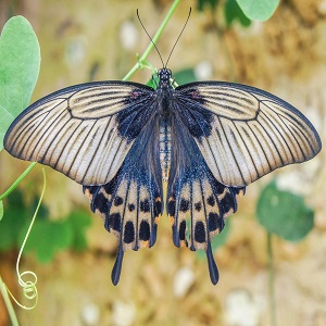 papillon