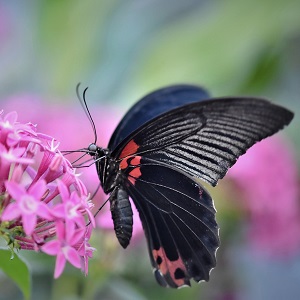 papillon