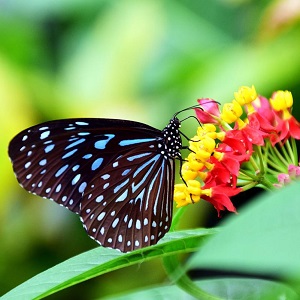 papillon