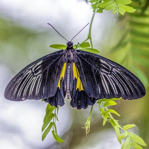 papillon