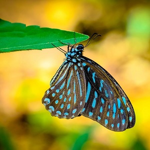 papillon