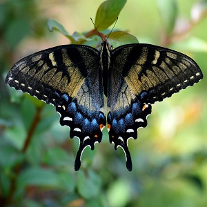 papillon