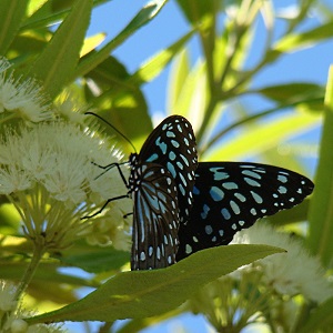 papillon