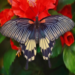 papillon
