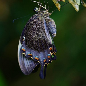 papillon