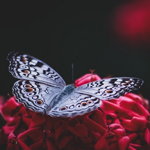 papillon