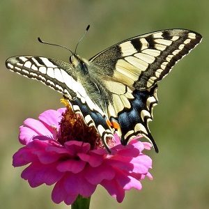 papillon