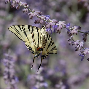 papillon