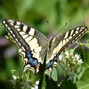 papillon
