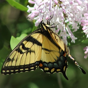 papillon