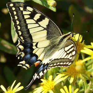 papillon