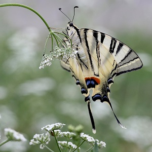 papillon