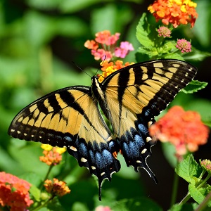 papillon