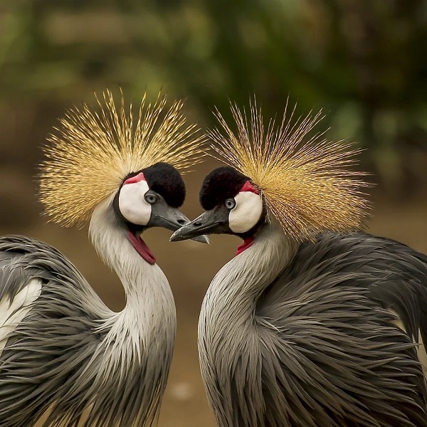 Deux oiseaux se regardent