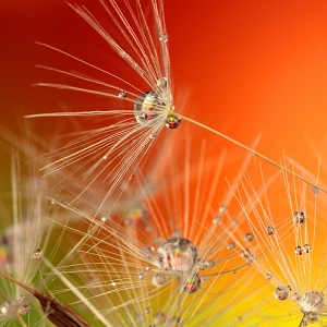 graines de pissenlit avec des gouttes de la rosée