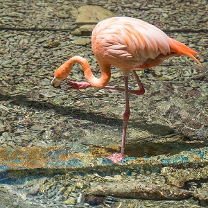 flamant rose