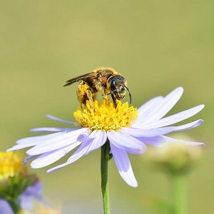 une abeille recolte des pollens sur une fleur