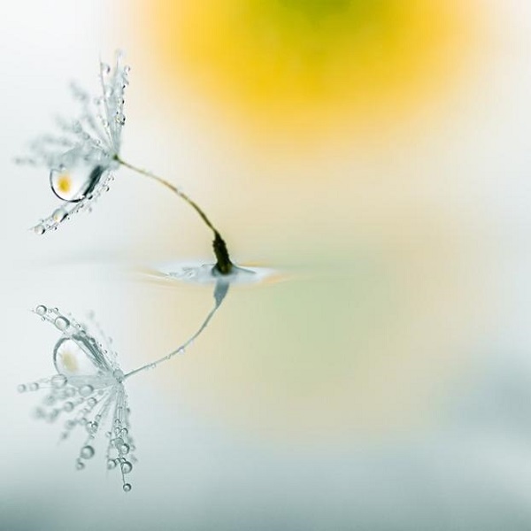 plume d'une graine sur de l'eau