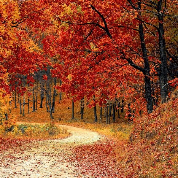 chemin dans la forêt