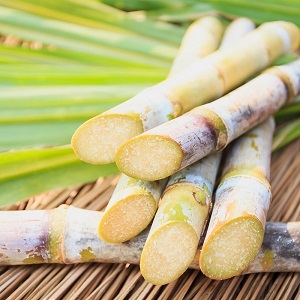 batons de sucre de canne