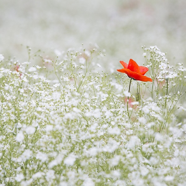 un coquelicot dans un champ de fleurs blanches