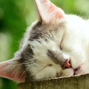 un chat qui dort