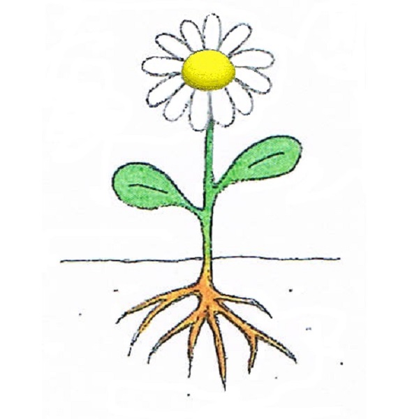 dessin d'une fleur