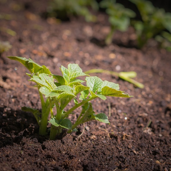 pousses de plantes qui sortent de terre