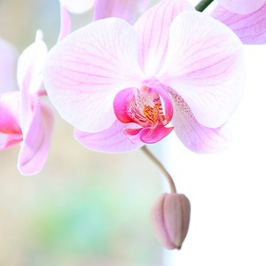 orchidée blanche au coeur rose