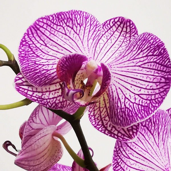 fleurs d'orchidée